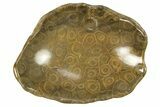 Polished Fossil Coral (Actinocyathus) Dish - Morocco #289004-1